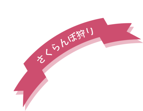 さくらんぼ狩り